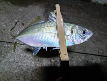 尺まで後ちょっと