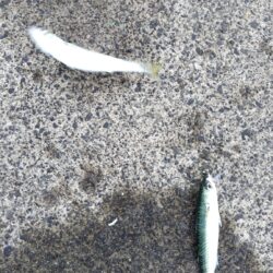 もう少し大きければ