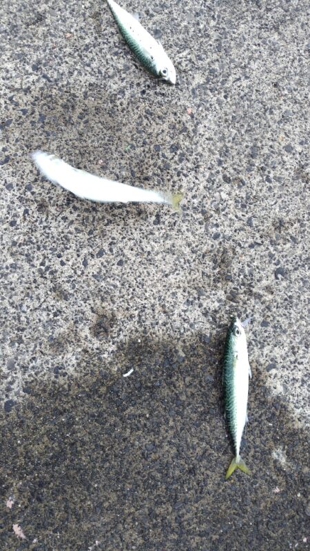 もう少し大きければ