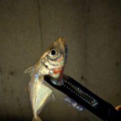 ナイトアジング