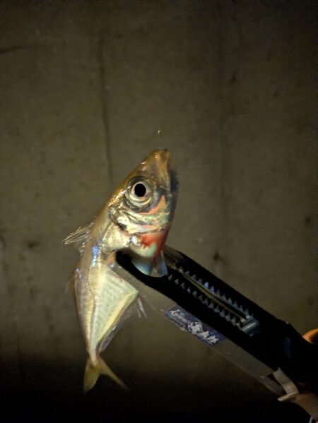 ナイトアジング