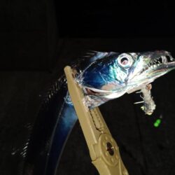 アジとタチウオ