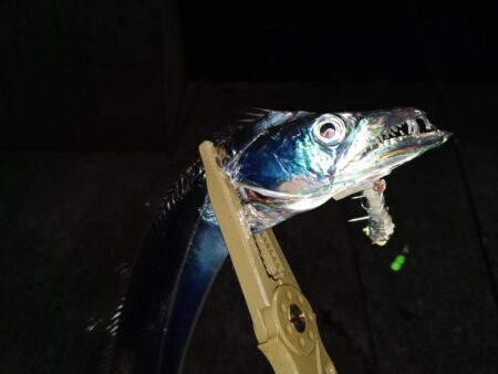 アジとタチウオ