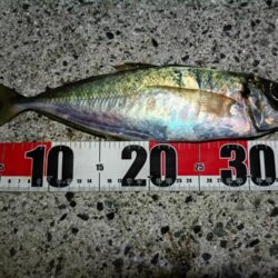 尺アジとタチウオ