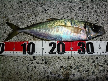 尺アジとタチウオ