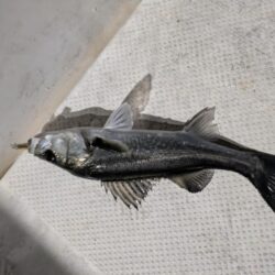 ボートシーバス