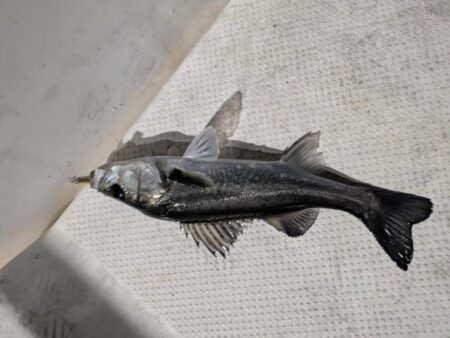 ボートシーバス