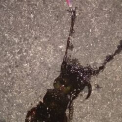 ヤエンで良型🦑逃す…(ToT)