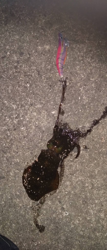 ヤエンで良型🦑逃す…(ToT)