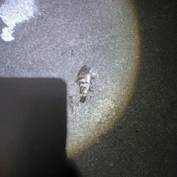 爆風メバリング