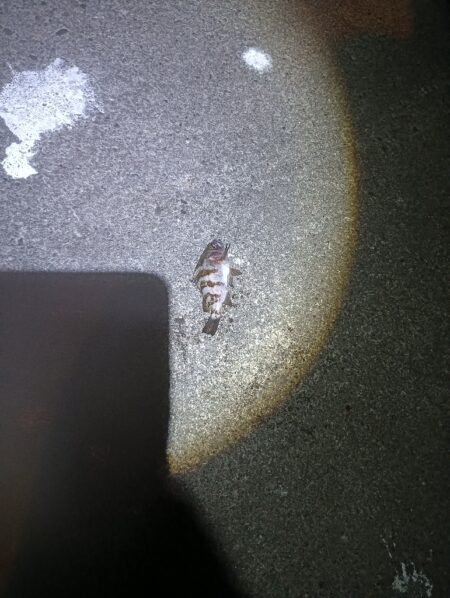 爆風メバリング