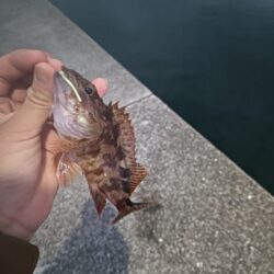 ガシラだけ、、、