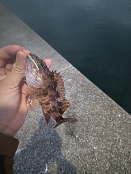 ガシラだけ、、、