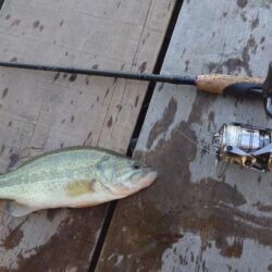 管理釣場で数釣り