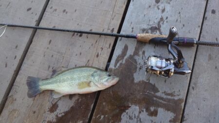 管理釣場で数釣り