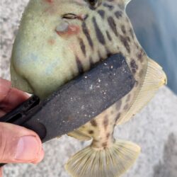 電気ウキ釣り 17