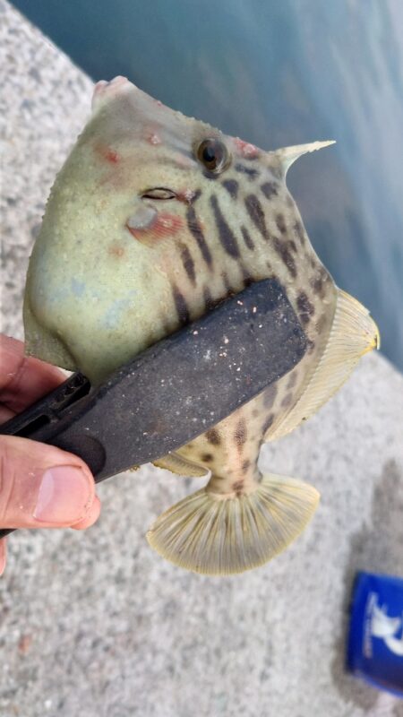 電気ウキ釣り 17