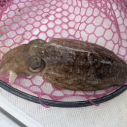 ヒラメ&コウイカ