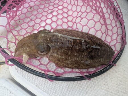 ヒラメ&コウイカ