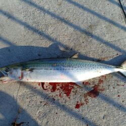 貴重なサゴシ一匹