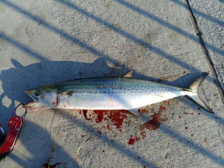 貴重なサゴシ一匹