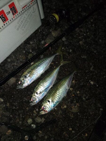 (尺アジ)フロートゲ～ム