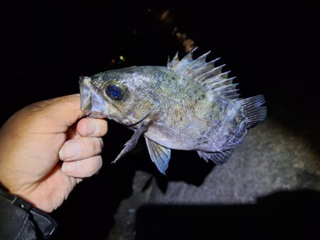 メバル1釣り