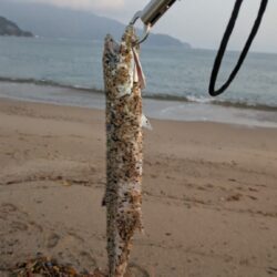 渋い中でもなんとか・・・