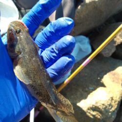 マハゼ〜サイズ更新