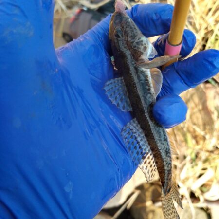 マハゼ好きね〜