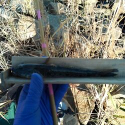 マハゼ〜まだ釣れるが…