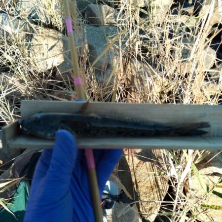 マハゼ〜まだ釣れるが…