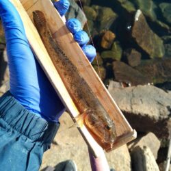 マハゼ〜　寒〜