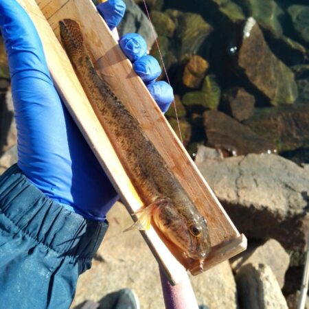 マハゼ〜　寒〜