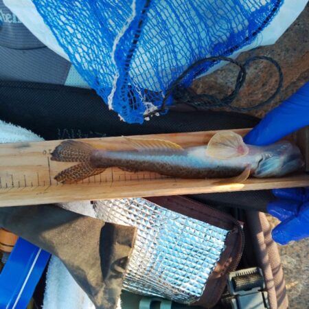 マハゼ〜まだ行ける…かなぁ？