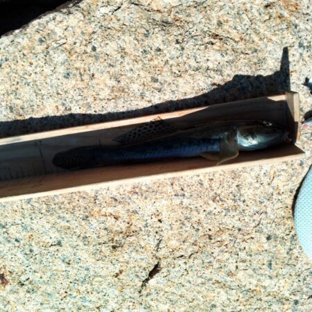 マハゼ　〜10回目