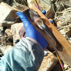 マハゼ〜釣り納め？