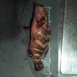 アコウ　釣り納め