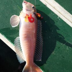 白甘鯛GETしたけど、渋かった