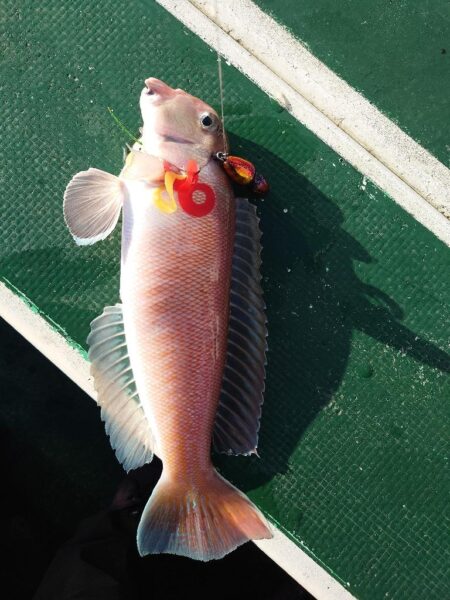 白甘鯛GETしたけど、渋かった