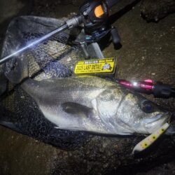 ナイトチヌトップ……のはずが…