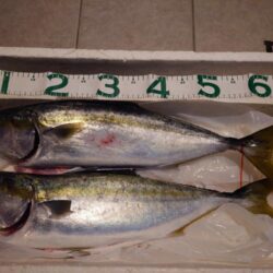 釣り納めはメジロ２匹