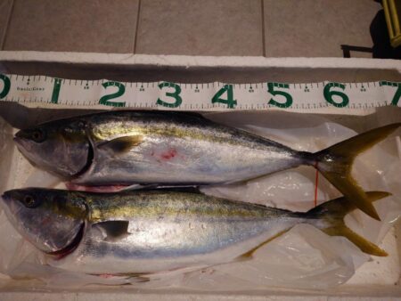 釣り納めはメジロ２匹