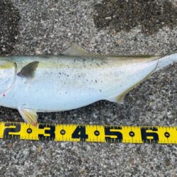 メジロ、ブリがヒット！東二見の飲ませ釣り