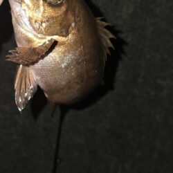 釣り納めで尺メバル