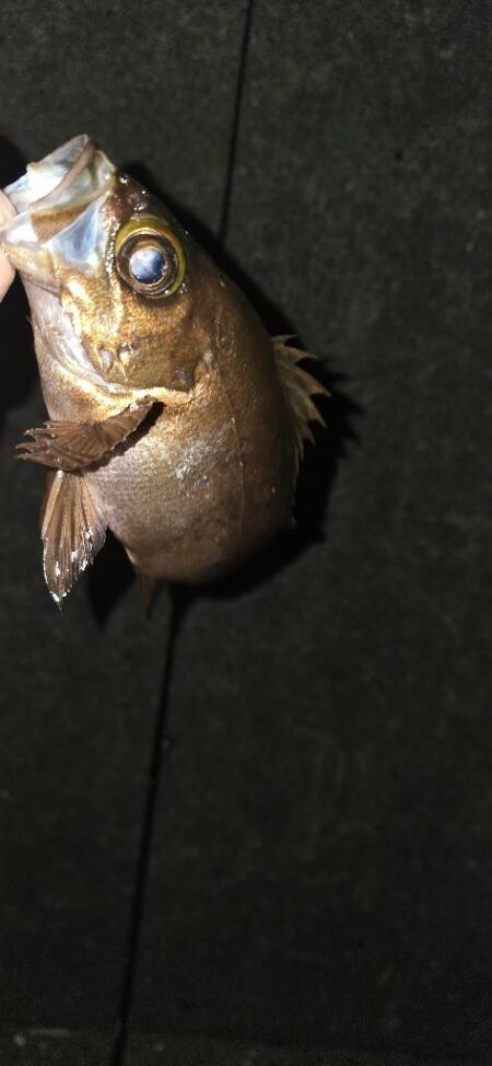 釣り納めで尺メバル