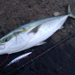 クリスマスプレゼント