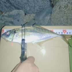 シブい日は粘り釣行