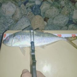 昼間の青物ノマセ釣りボウズからの夜間フロートアジング