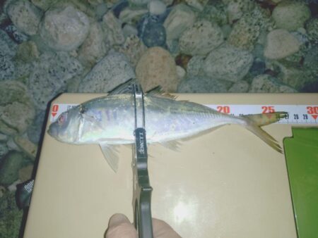 昼間の青物ノマセ釣りボウズからの夜間フロートアジング